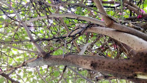 Low angle view of a tree