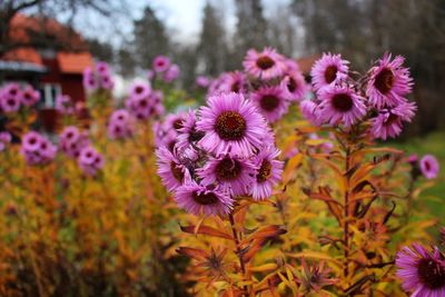 Close-up of purple flowers