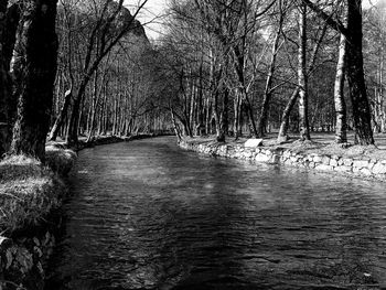 Bare trees by river in forest against sky