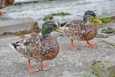 Close-up of mallard duck on water