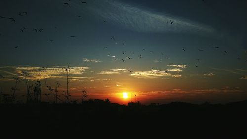 Silhouette birds flying in sky during sunset