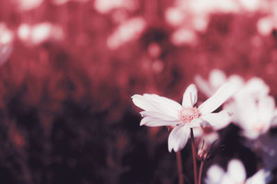 Close-up of white pink flower