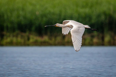 Bird flying over lake