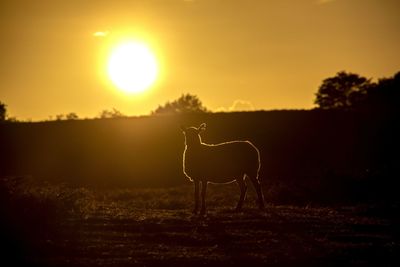 Sheep on field against sky during sunset