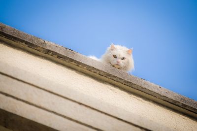 Low angle view of cat against blue sky