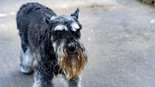 Close-up of a dog on the road