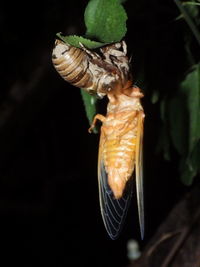 Close-up of insect on flower