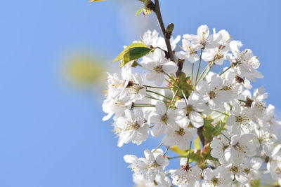 Low angle view of apple blossoms in spring