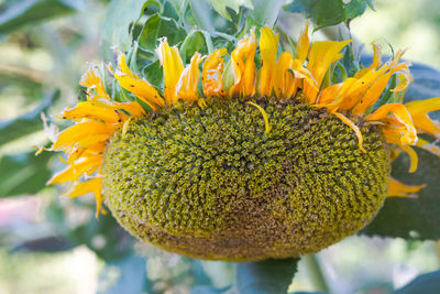 Close-up of yellow flower blooming outdoors