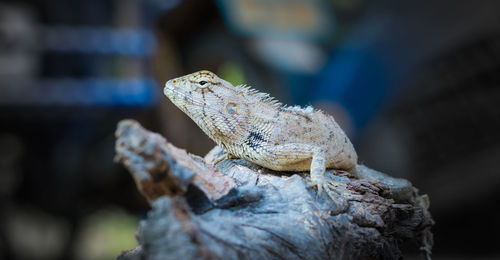 Close-up of lizard