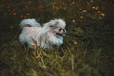 Close-up of dog in grass