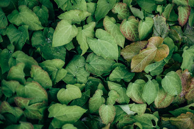 Full frame shot of leaves in water