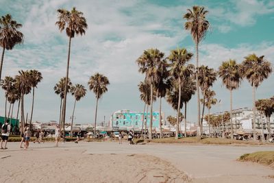 Palm trees on beach against sky