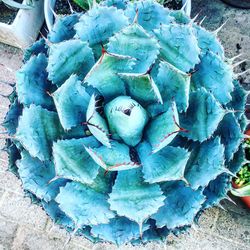 High angle view of lizard on plant