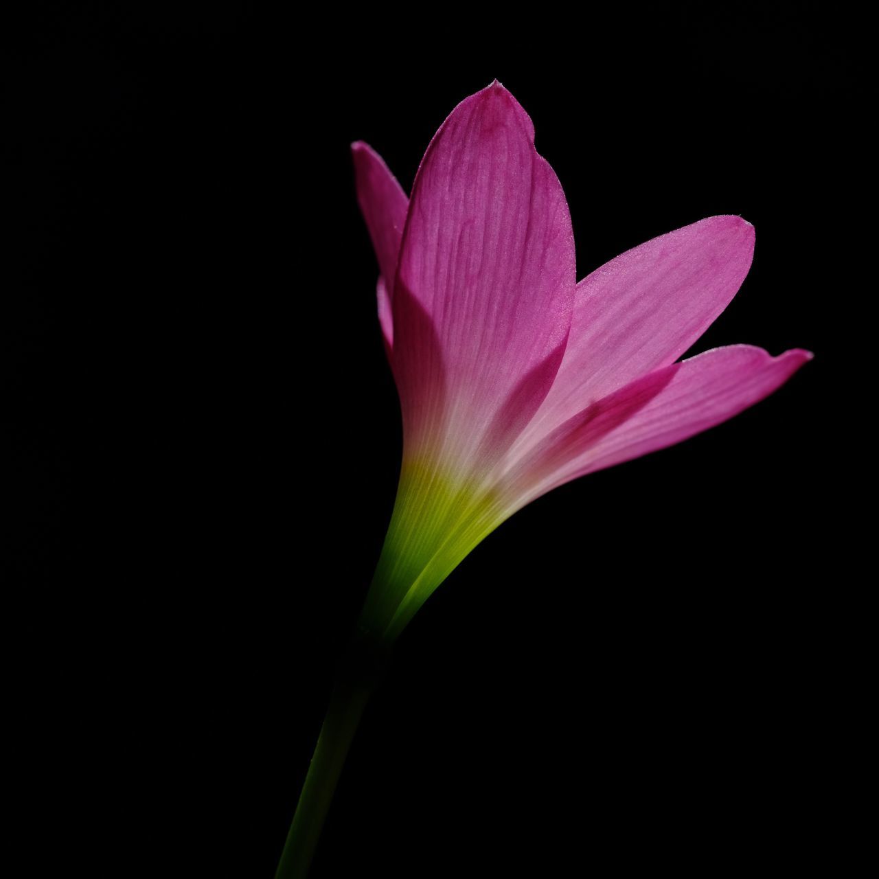 CLOSE-UP OF PINK ROSE FLOWER