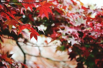 Close-up of leaves on branch