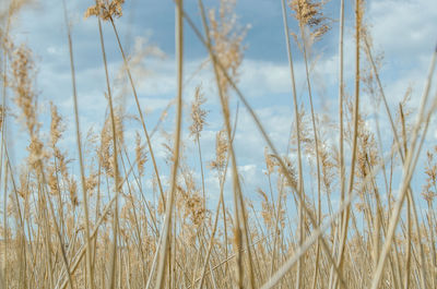 Close-up of wheat field against sky