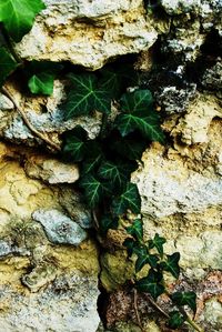 Close-up of ivy growing on tree