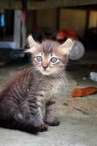 Close-up of cat