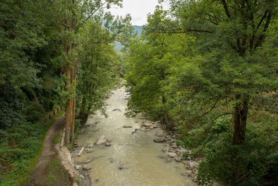 Stream amidst trees in forest