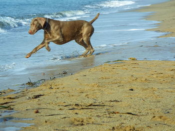 Weimaraner running towards water at beach