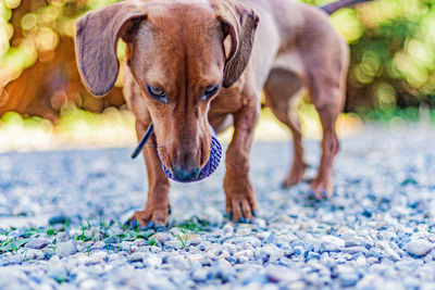 Dachshund with a purple ball in his snout, looking down at the ground covered with small stones