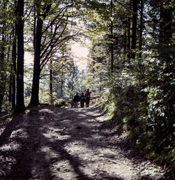 Rear view of men walking on road in forest