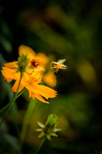 Close-up of bee pollinating on yellow flower