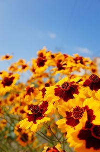 Close-up of yellow flowering plants on field