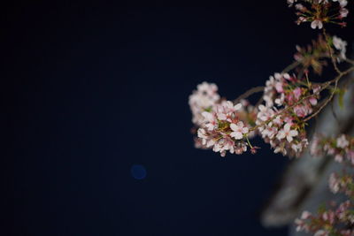 Close-up of cherry blossom against sky at night