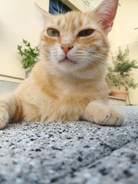 Close-up portrait of a cat