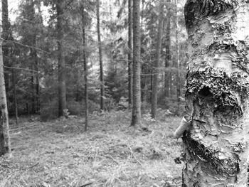 Trees in forest