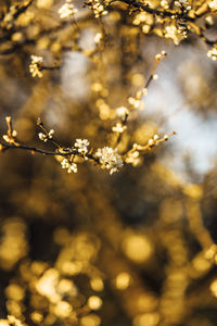 Close-up of cherry blossoms in spring