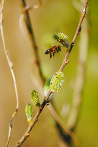 Close-up of bee hovering by pussy willow