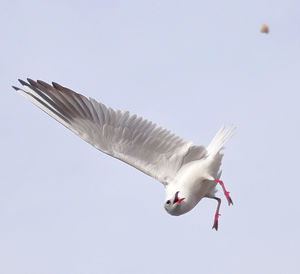 Low angle view of seagull flying against clear sky