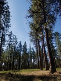 Low angle view of pine trees in forest