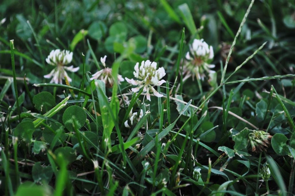 flower, growth, freshness, fragility, petal, white color, beauty in nature, plant, blooming, nature, focus on foreground, flower head, green color, close-up, in bloom, stem, day, selective focus, outdoors, no people, grass, blossom, botany, growing, pollen, white, green, tranquility