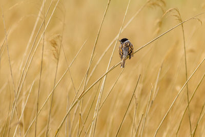 Reed bunting