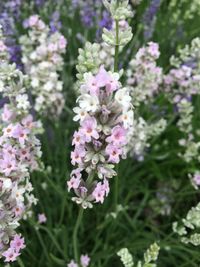 Close-up of pink flowers