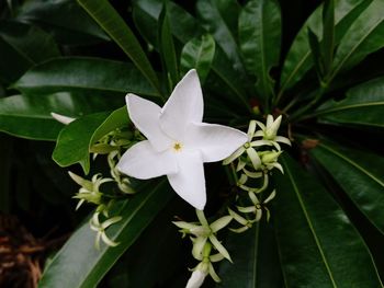Close-up of white flowering plant