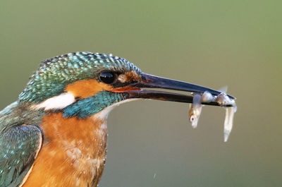 Close-up of a bird looking away