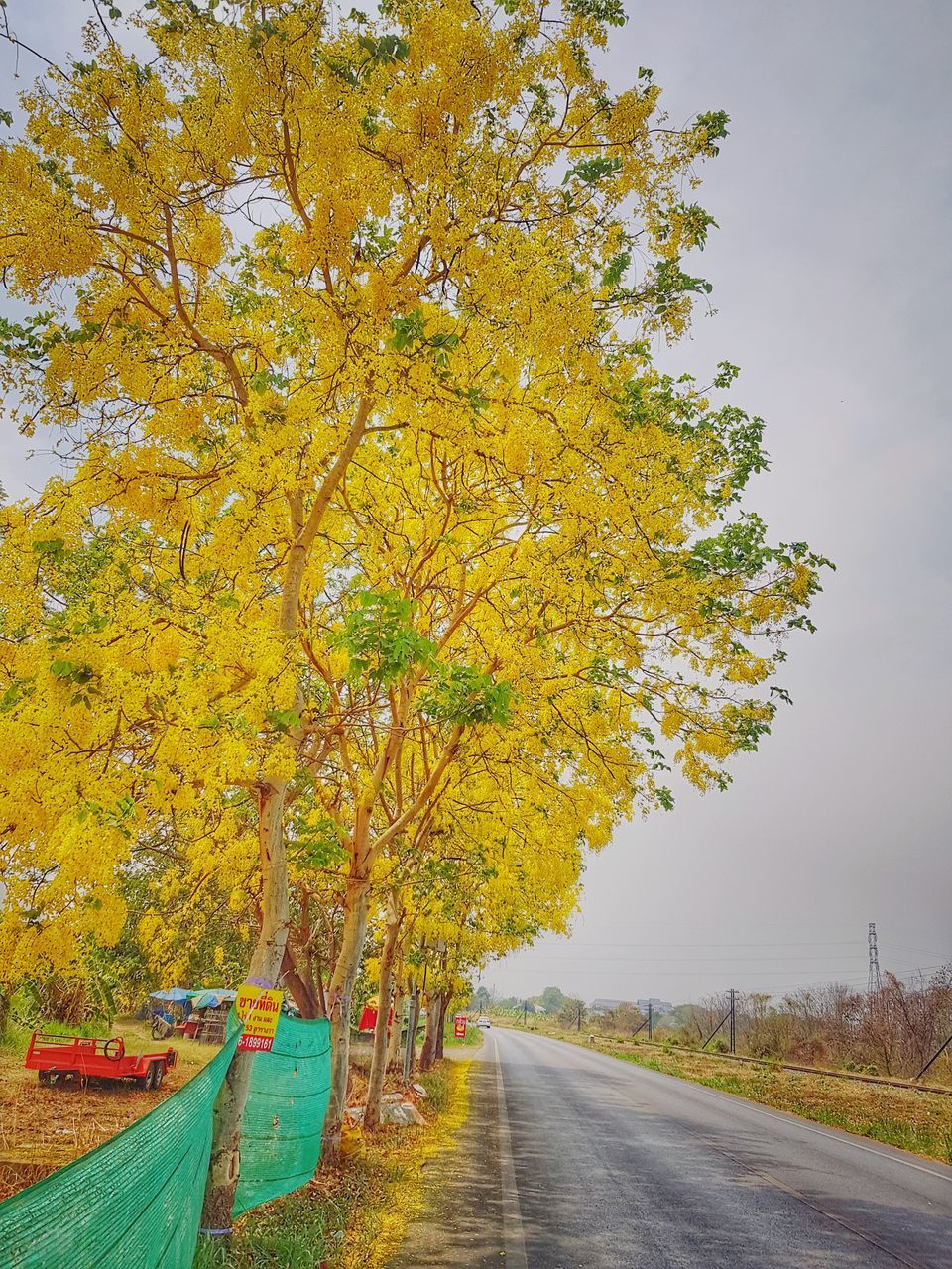 TREES BY ROAD AGAINST SKY DURING AUTUMN