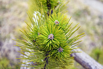 Shoots of young pine in early spring. branch with green needles. close-up.