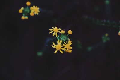 Close-up of yellow flower