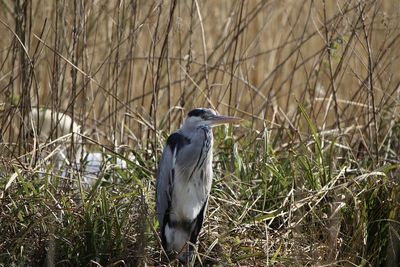 View of bird grey heron  on grass