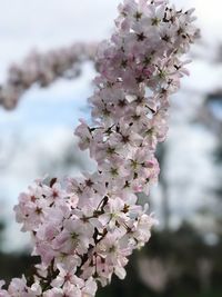 Close-up of cherry blossoms in spring