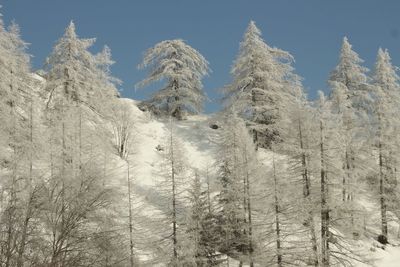 Snow covered land and trees against sky