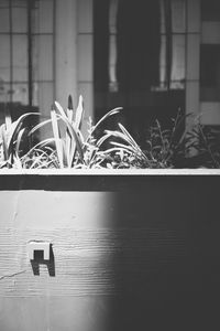 Close-up of potted plants on window sill