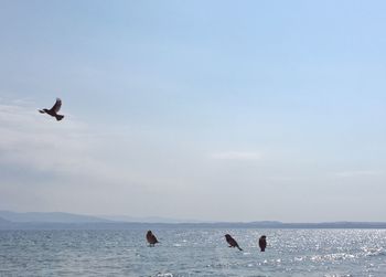 Birds flying over sea against sky