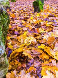 Close-up of autumn leaves fallen on water